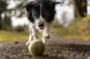 Training Your Intelligent Dog