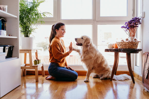 dog training system at home barking