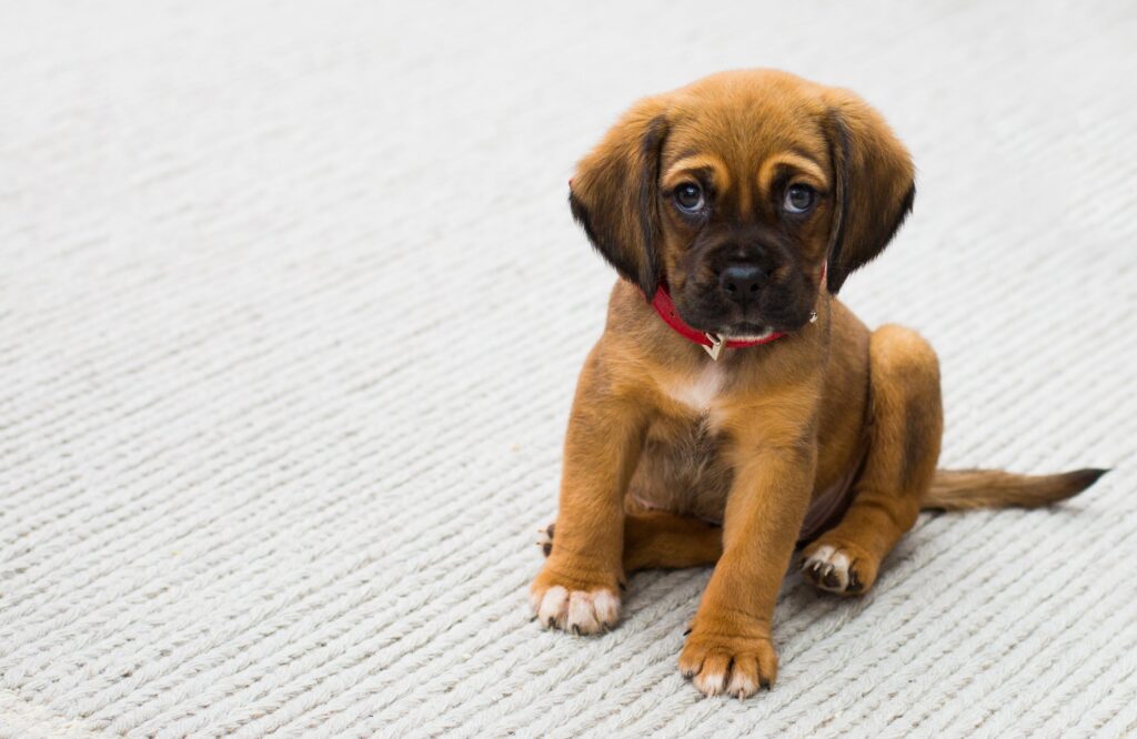 Training Your Intelligent Dog new puppy owner