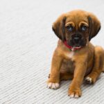 Training Your Intelligent Dog new puppy owner