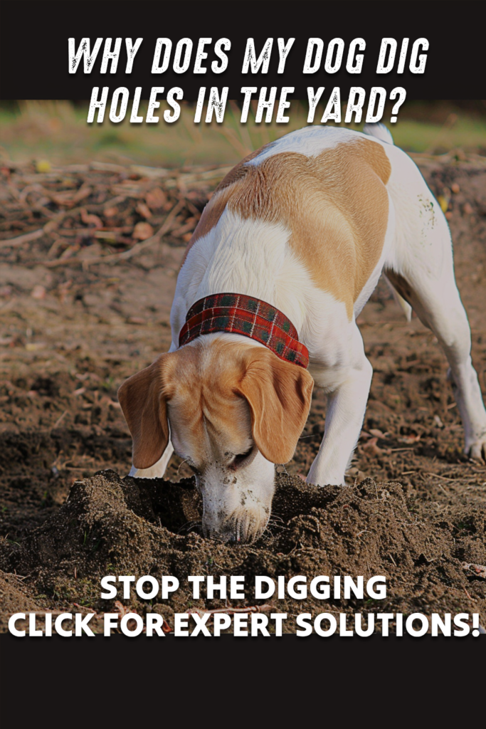 Dog Digging Holes 3