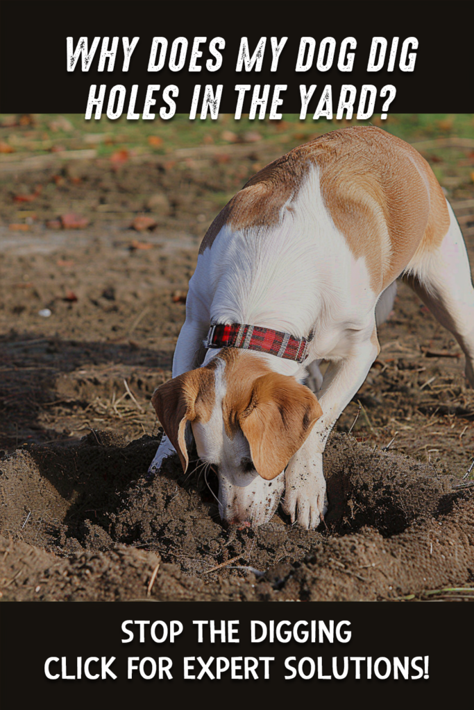 Dog Digging Holes 4