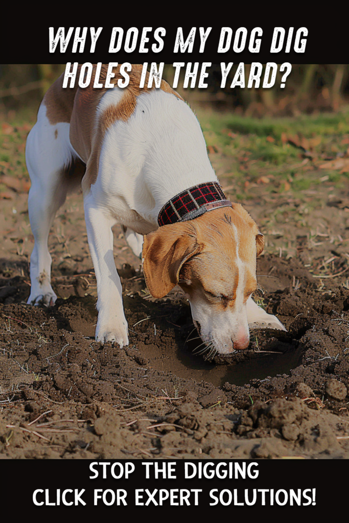 Dog Digging Holes 6